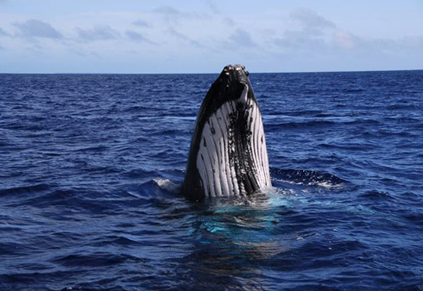 Humpback Whale Spy Hopping Tonga